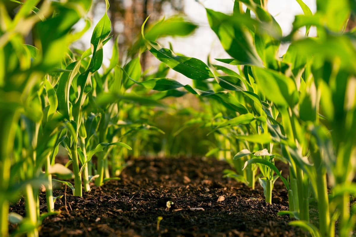 Farm Inputs