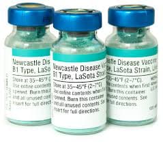 Newcastle Disease Vaccine - Lasota Strain — photo 1