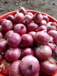 Bawku Red Onions - Upper East Dry Season — photo 1